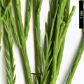 SpeciesSub: var. imbricarium